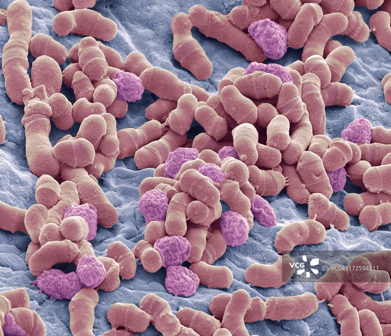 脚癣真菌，扫描电子显微镜图片素材