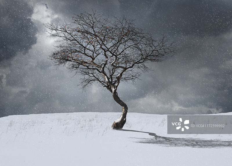 冬季景观中的光秃秃的树图片素材