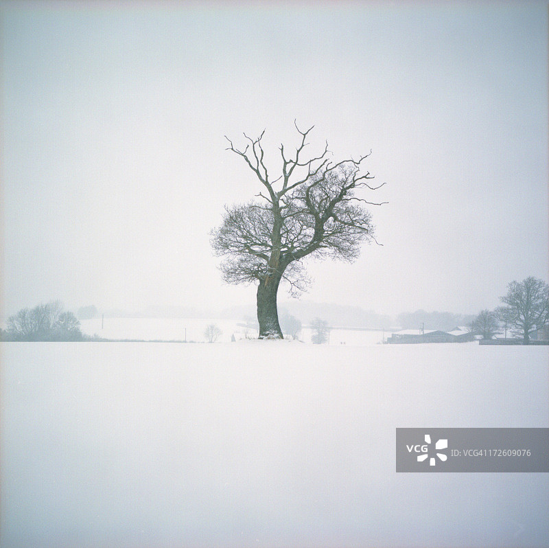 雪中树木图片素材