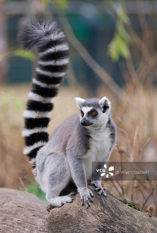 栖息在岩石上眺望远方的毛茸茸的狐猴图片素材