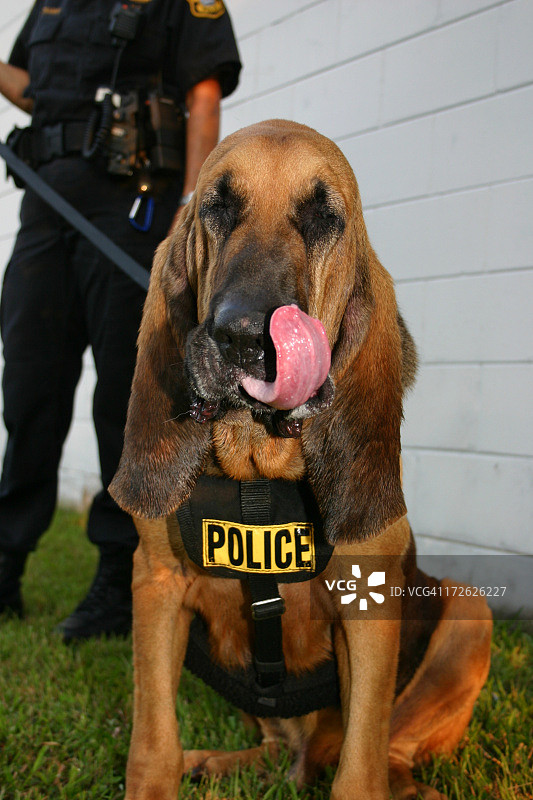 警犬图片素材