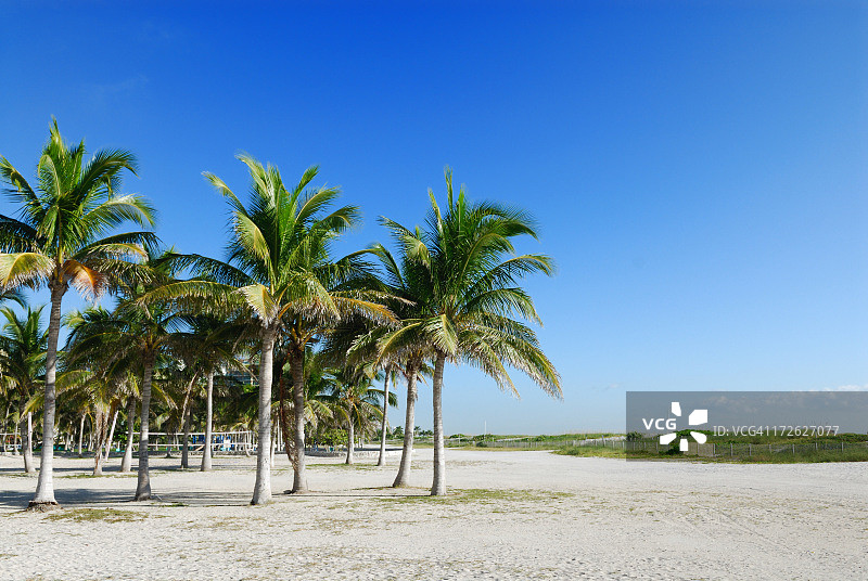 迈阿密海滩棕榈树图片素材