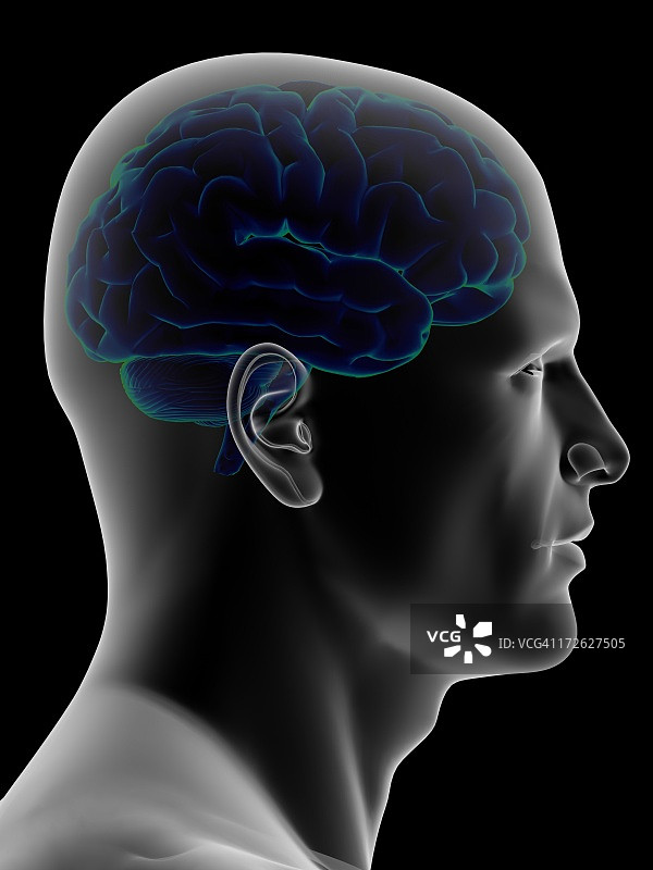人头内部的大脑图片素材