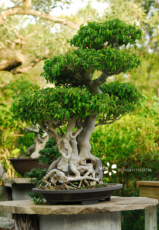 盆景树图片素材