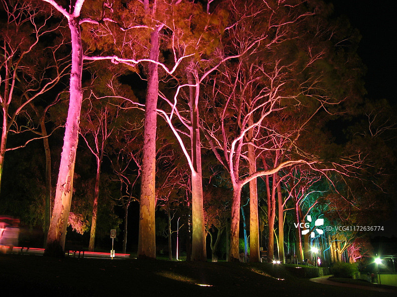 树木上的灯光图片素材