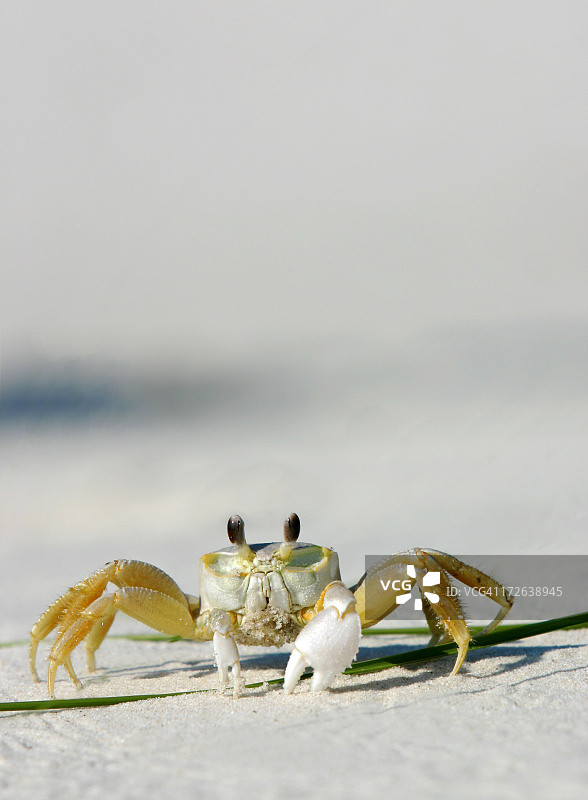 海滩蟹特写图片素材