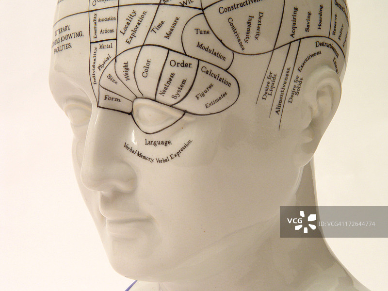 从左侧观察的颅相学头部图片素材