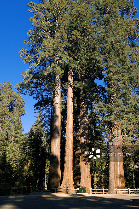 巨型红杉树图片素材