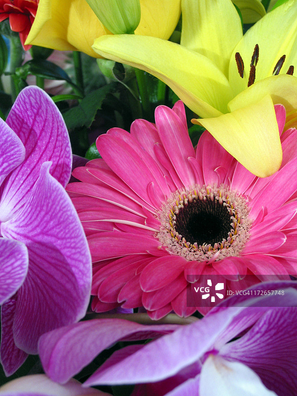 束鲜花图片素材