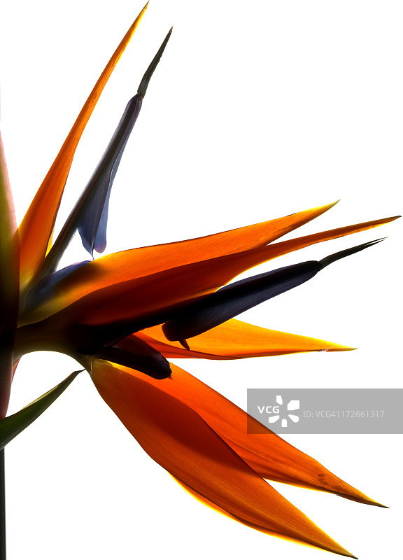 是小鸟还是花朵？图片素材