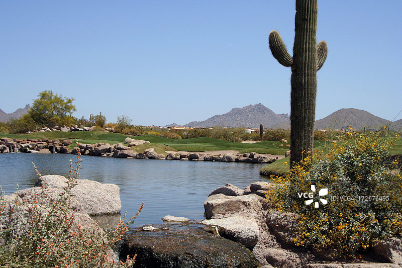 高尔夫球场的萨瓜罗仙人掌图片素材