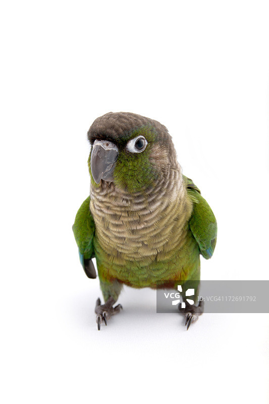 你在说什么？图片素材