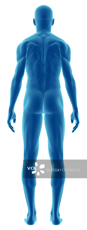 3D卡通人体背面图图片素材