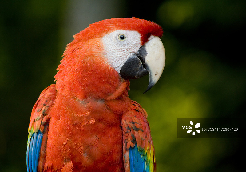 猩红金刚鹦鹉肖像图片素材