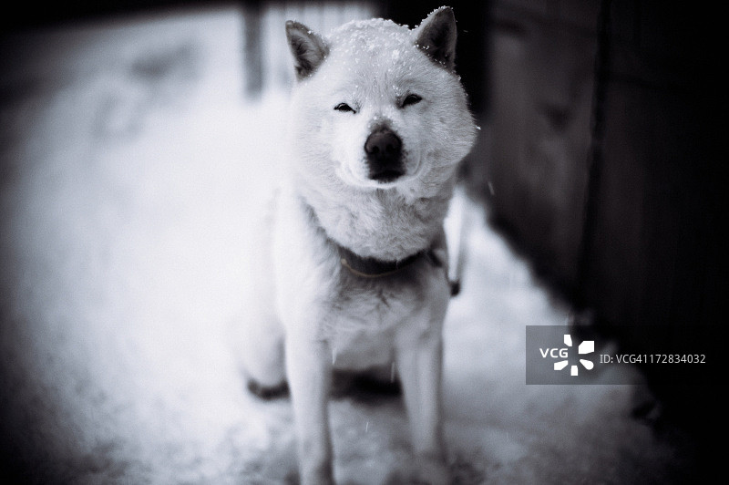 雪中等待图片素材