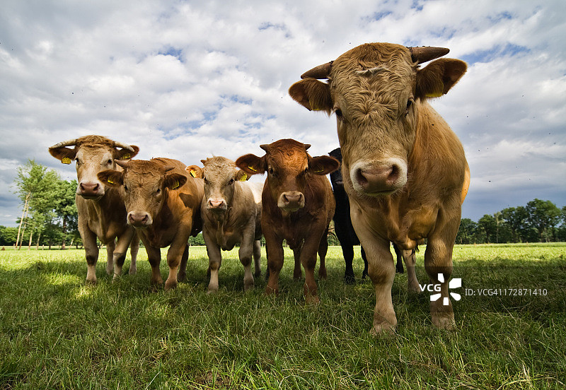 牛的攻击图片素材