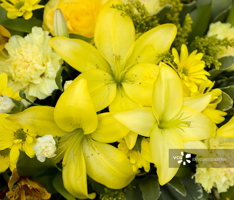 黄色百合图片素材