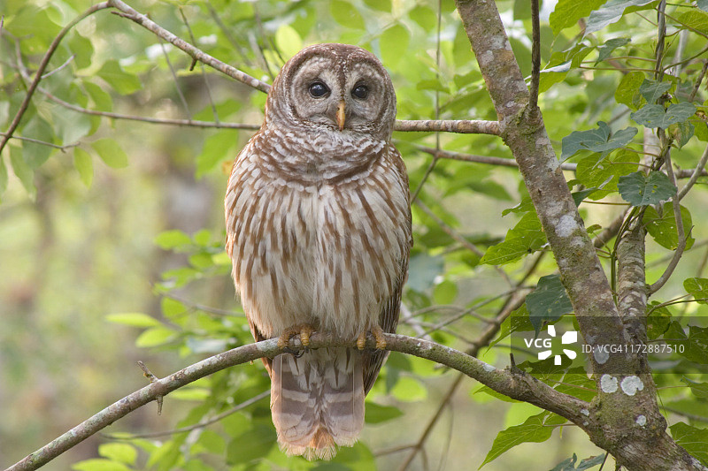 栖息在森林中的横斑林鸮图片素材