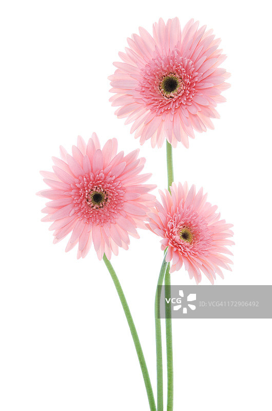 粉色雏菊图片素材