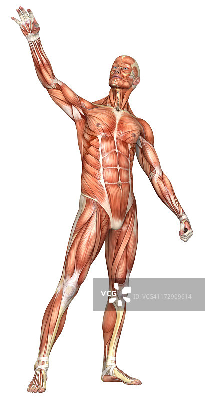 健壮男性身体图片素材