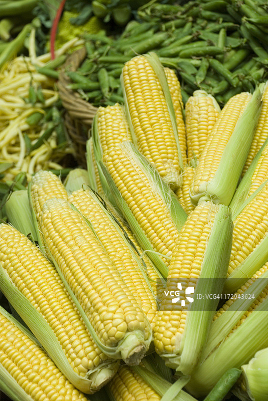 金色甜玉米展示图片素材