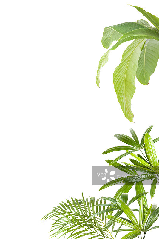 XXL 热带植物边框图片素材