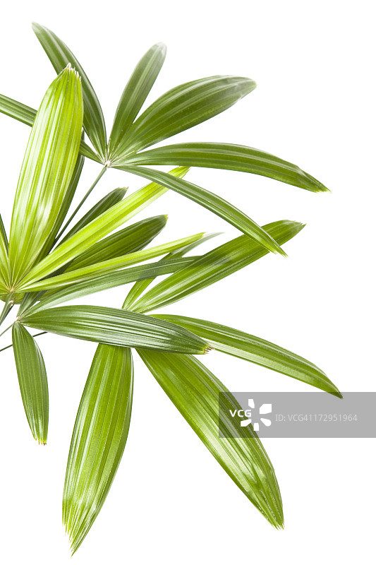 棕榈叶图片素材