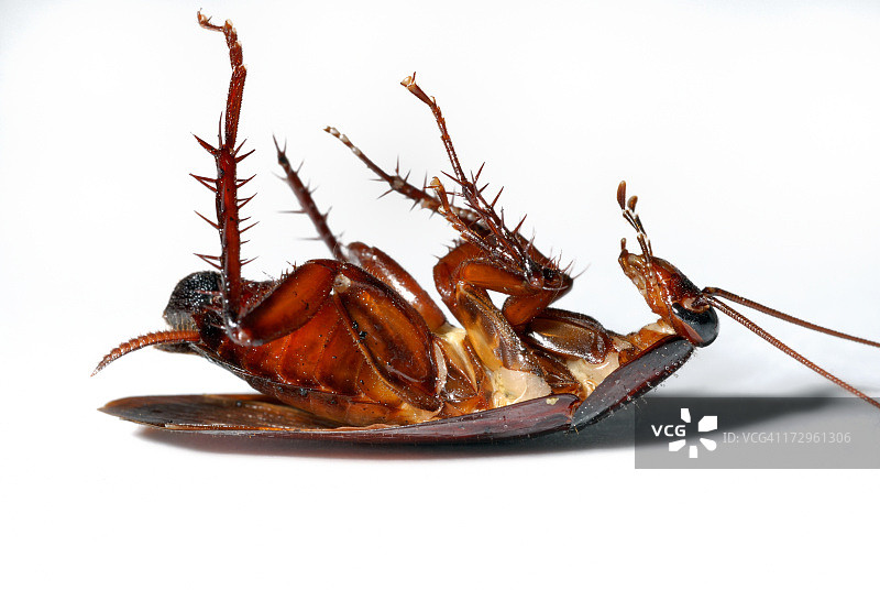 死蟑螂图片素材