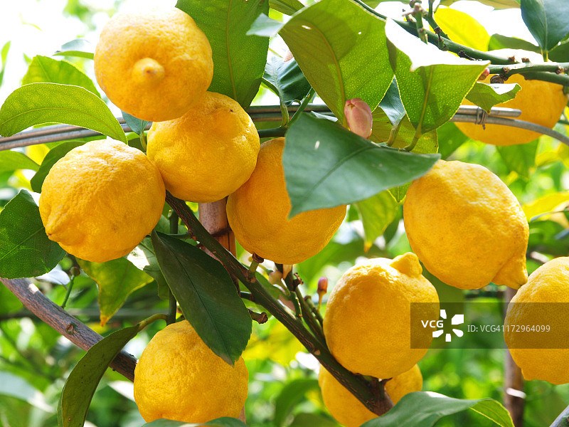 柠檬树上生长的柠檬图片素材