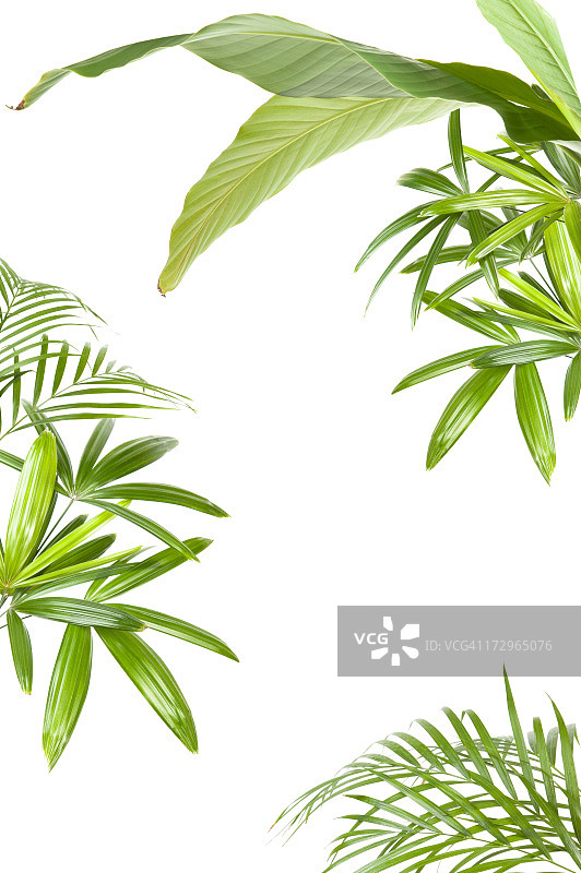 XXL热带植物边框图片素材
