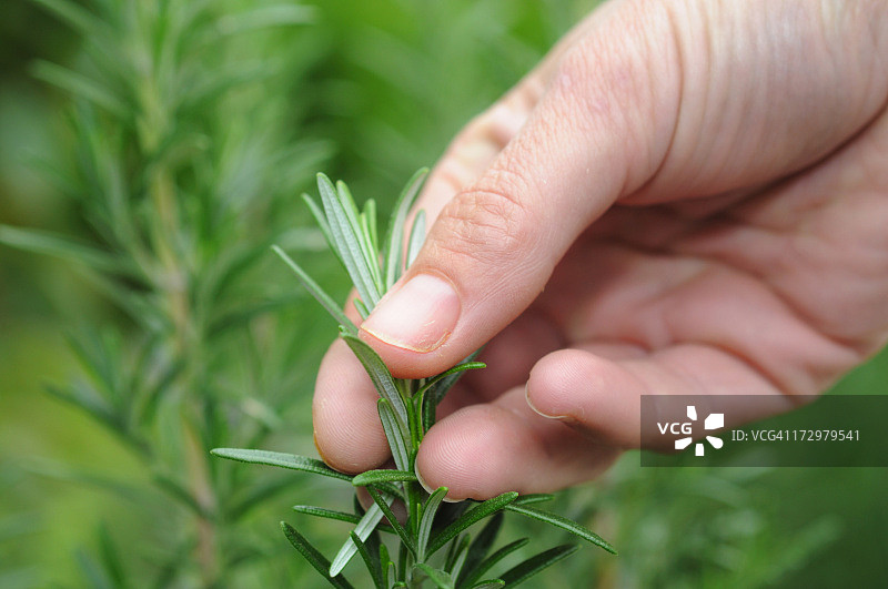 新鲜迷迭香图片素材