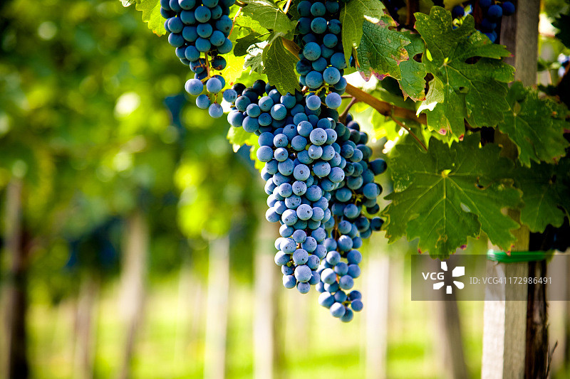 红酒葡萄园图片素材
