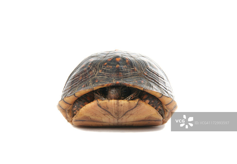 探头出壳的乌龟图片素材