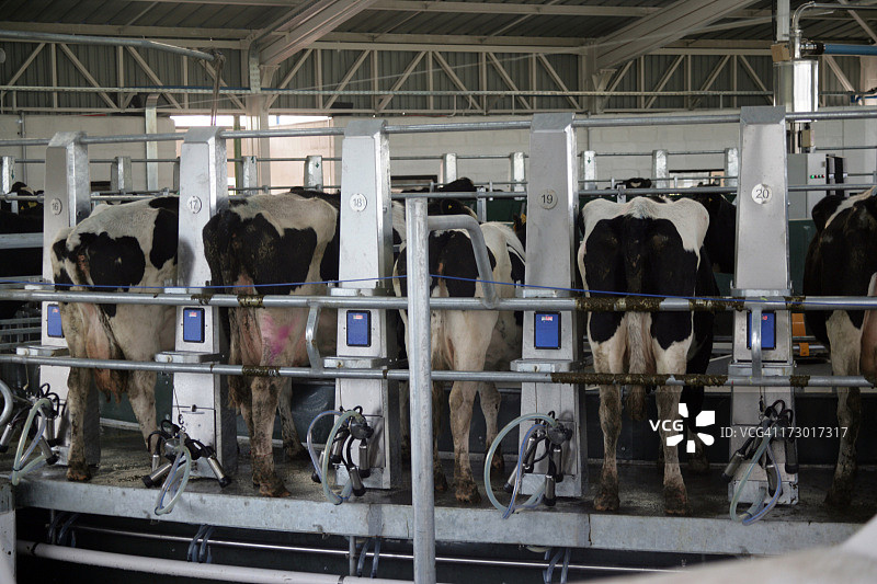 挤奶过程图片素材