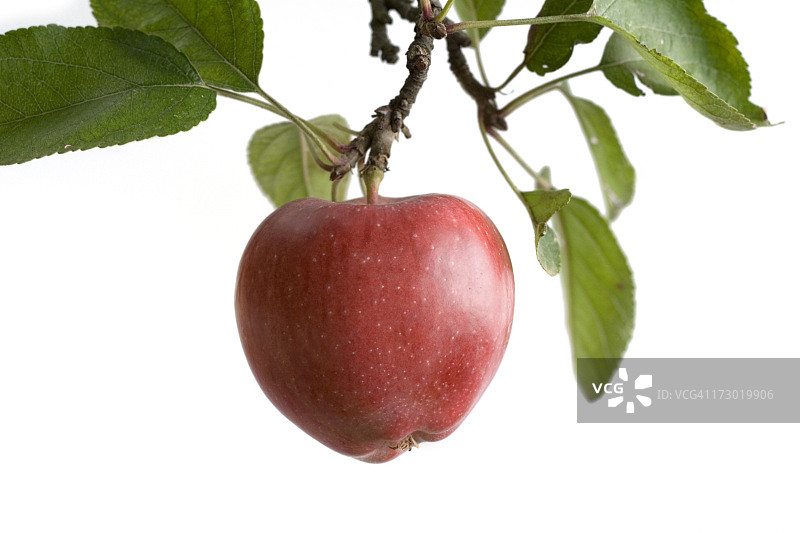 树上独立的苹果图片素材