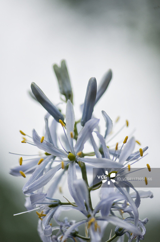 浅蓝色卡玛西亚花盛开图片素材