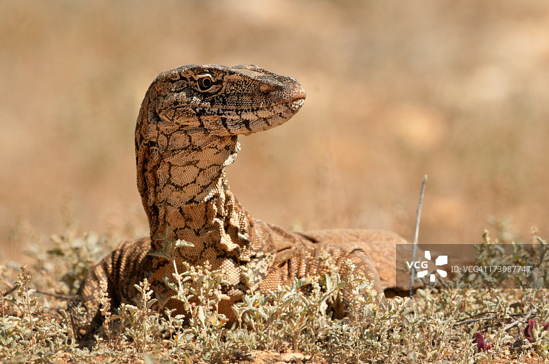 巨蜥，哈梅林车站图片素材