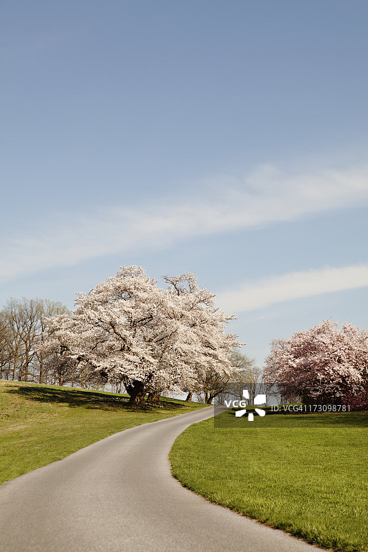 通往春季树木的路径图片素材