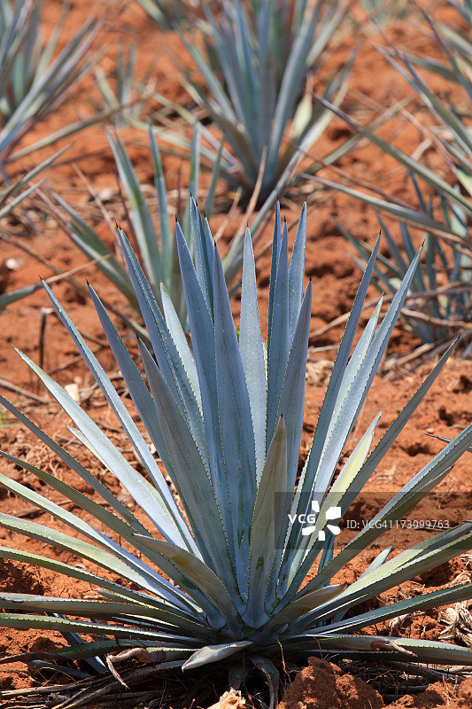 龙舌兰图片素材