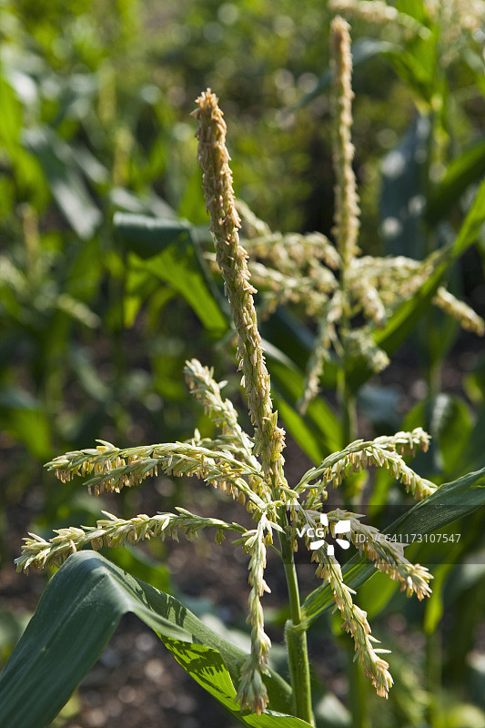 玉米植株中的玉米花图片素材