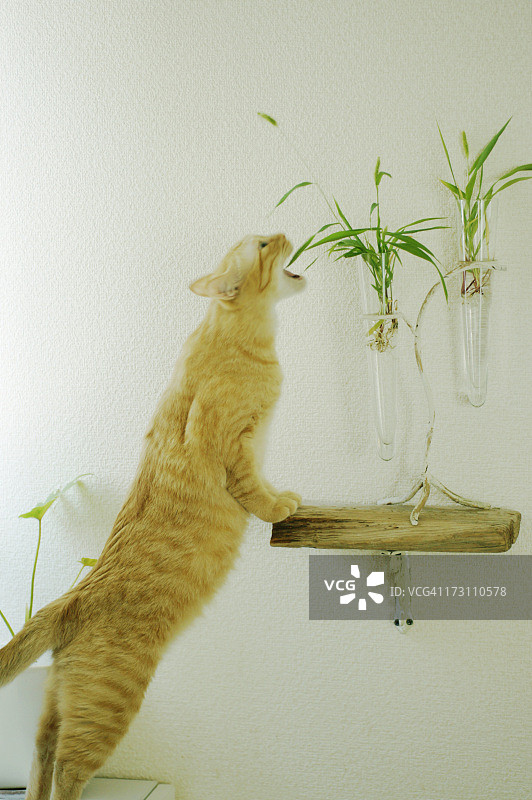 一只猫图片素材