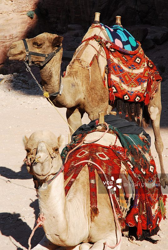 佩特拉的骆驼图片素材