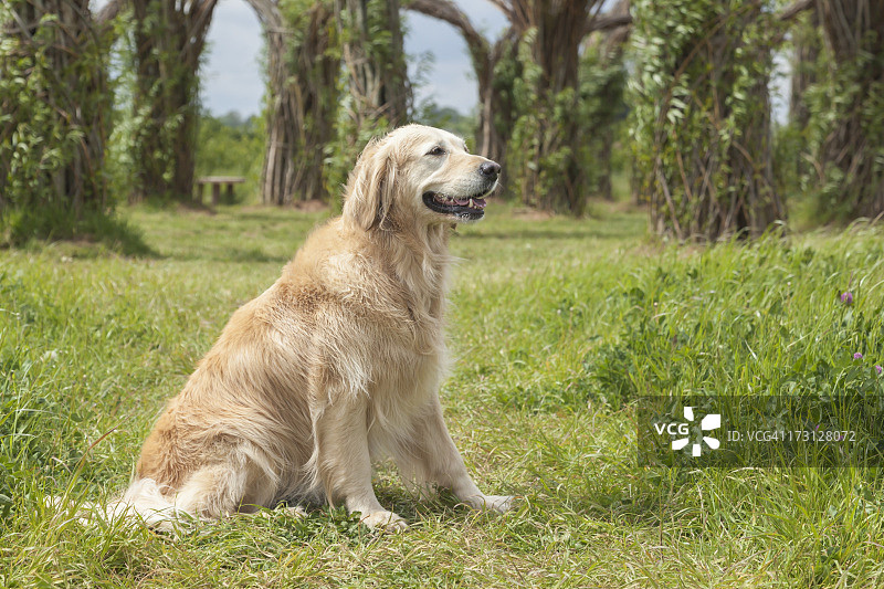 坐着的金毛寻回犬，位于萨默塞特郡汤顿图片素材