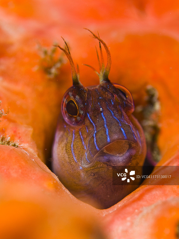 从一个洞里图片素材