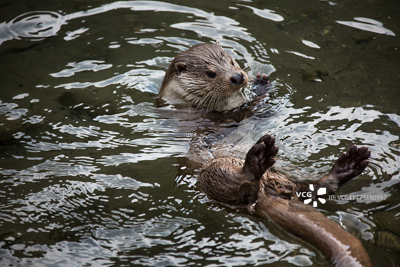 在小溪中游泳的欧洲河 Otter图片素材