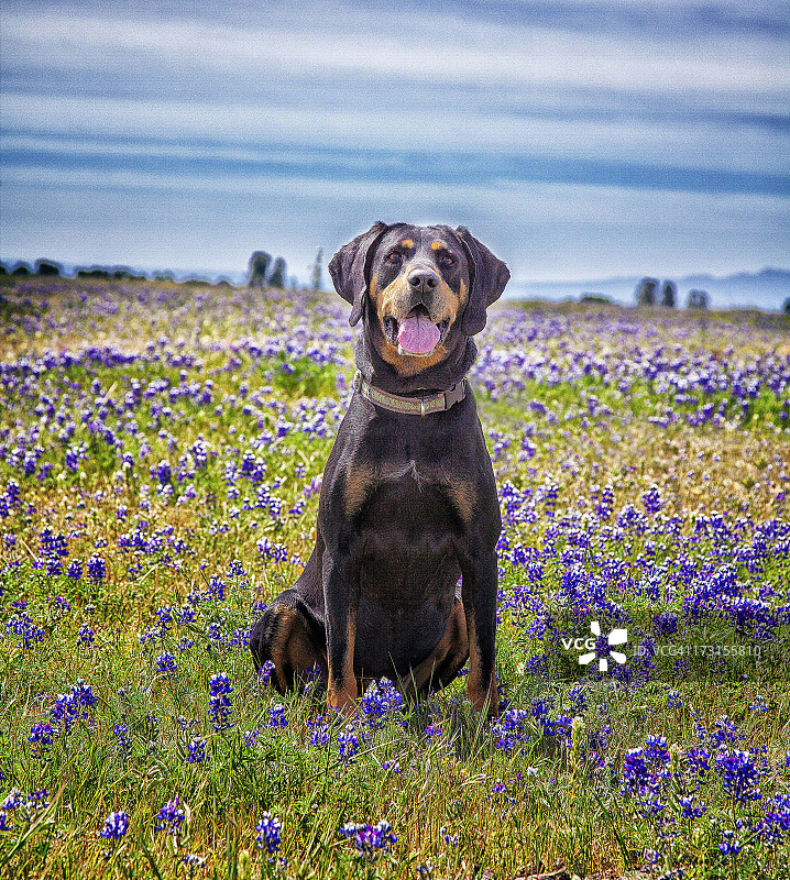 花田中的黑色和棕褐色浣熊猎犬图片素材