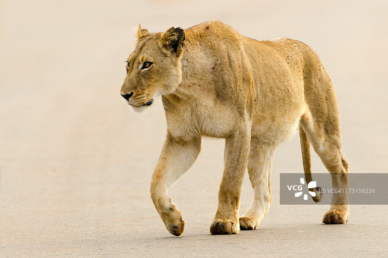 南非公路上的母狮图片素材