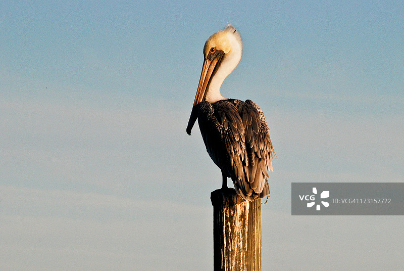 欣赏日落的鹈鹕图片素材