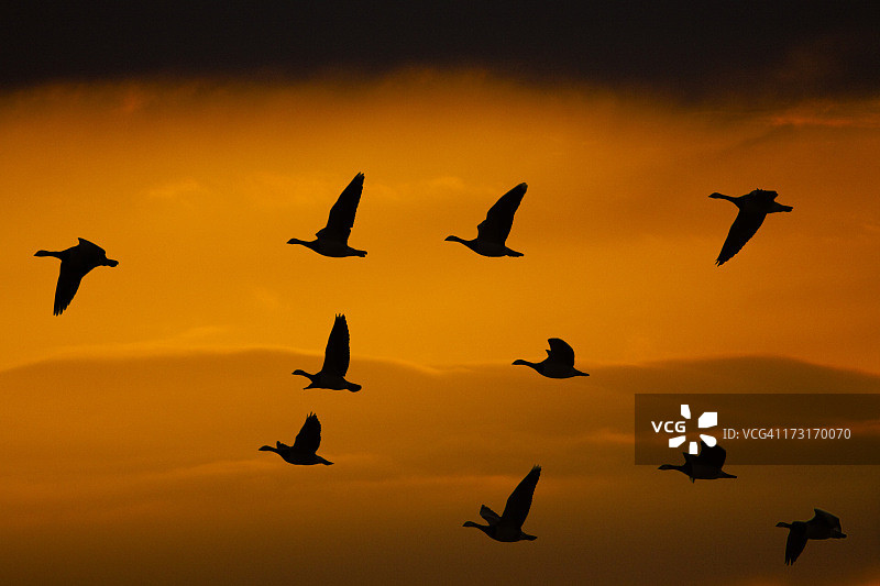 戏剧性晚空下的白额黑雁图片素材