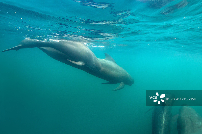 长鳍领航鲸图片素材